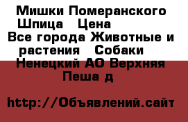 Мишки Померанского Шпица › Цена ­ 60 000 - Все города Животные и растения » Собаки   . Ненецкий АО,Верхняя Пеша д.